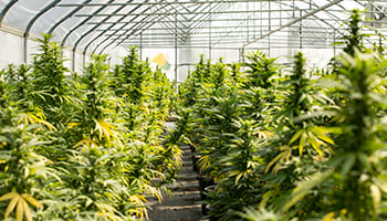 Cannabis Cultivation