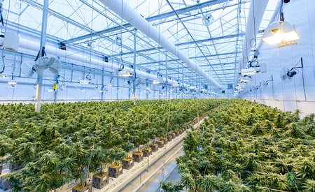 Cannabis Grow Room